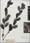 Foto von Salix glabra Scop.